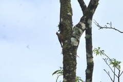 Lepidocolaptes souleyetii