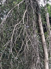 Parus minor commixtus