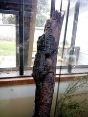 Hoplodactylus duvaucelii