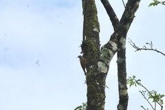 Lepidocolaptes souleyetii