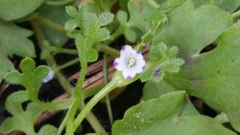 Nemophila spatulata