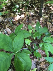 Arisaema triphyllum