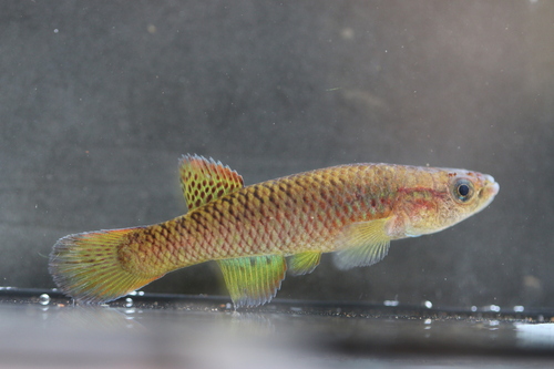 Guinean killi (Archiaphyosemion guineense) — Nothobranchiidae — 2