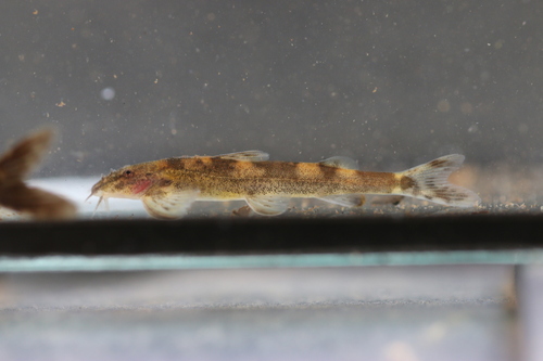 African mountain catfish (Amphilius rheophilus) — Amphiliidae — 3