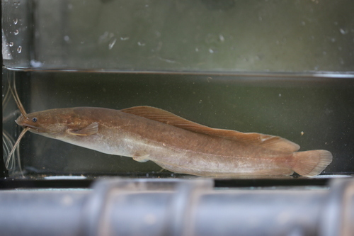 Clarias buettikoferi