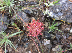 Claytonia exigua