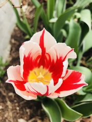 Tulipa