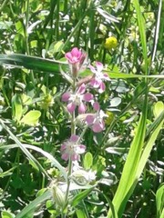 Silene gallica