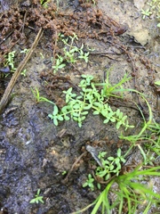 Callitriche terrestris