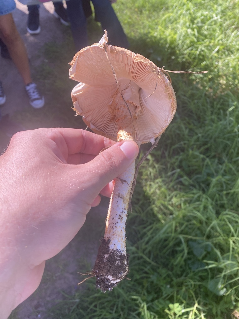 Amanita foetens · March 2024 · photo: © carancho (iNaturalist, cc-by)