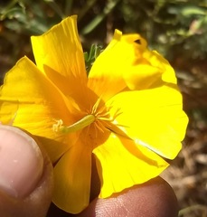 Eschscholzia californica californica