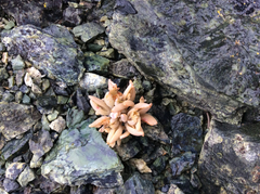 Claytonia exigua