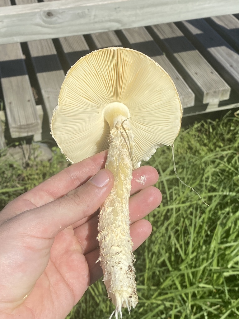 Amanita foetens · March 2024 · photo: © carancho (iNaturalist, cc-by)