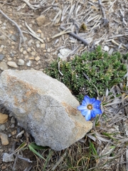 Gentiana arisanensis