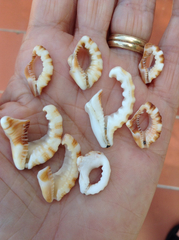 Tonnoidea