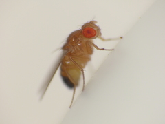 Sophophora