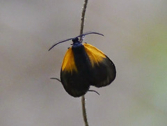 Pyromorpha dimidiata