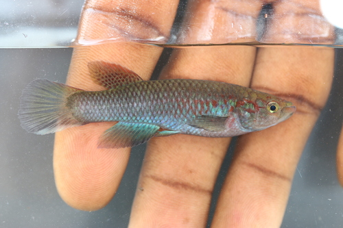 Guinean killi (Archiaphyosemion guineense) — Nothobranchiidae — 5