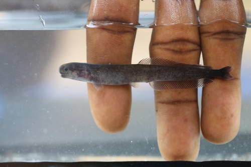 Henry's mormyrid (Isichthys henryi) — Mormyridae — 4