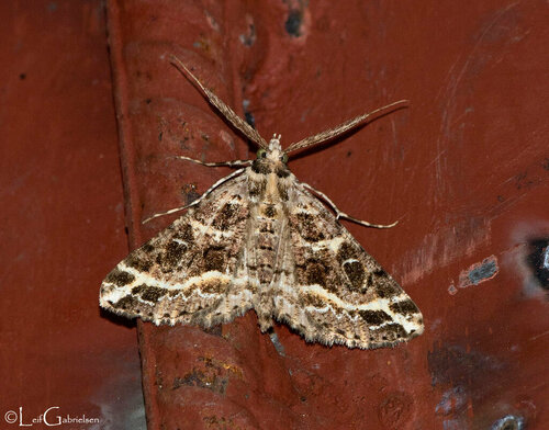 Cleora telloides