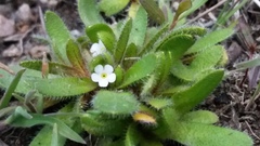 Plagiobothrys torreyi