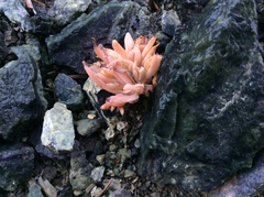 Claytonia exigua