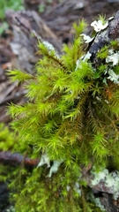 Orthotrichum papillosum