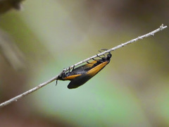 Pyromorpha dimidiata