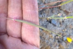Eschscholzia californica californica