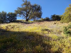 Eschscholzia californica californica