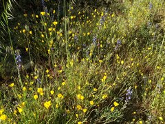 Eschscholzia californica californica