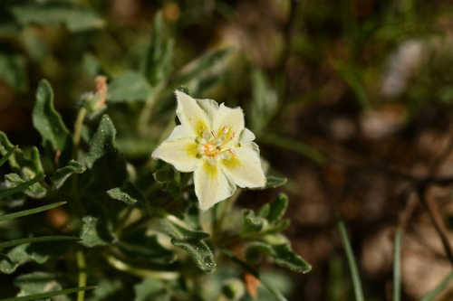 Chamaesaracha crenata