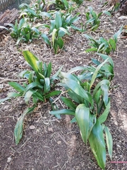 Aspidistra