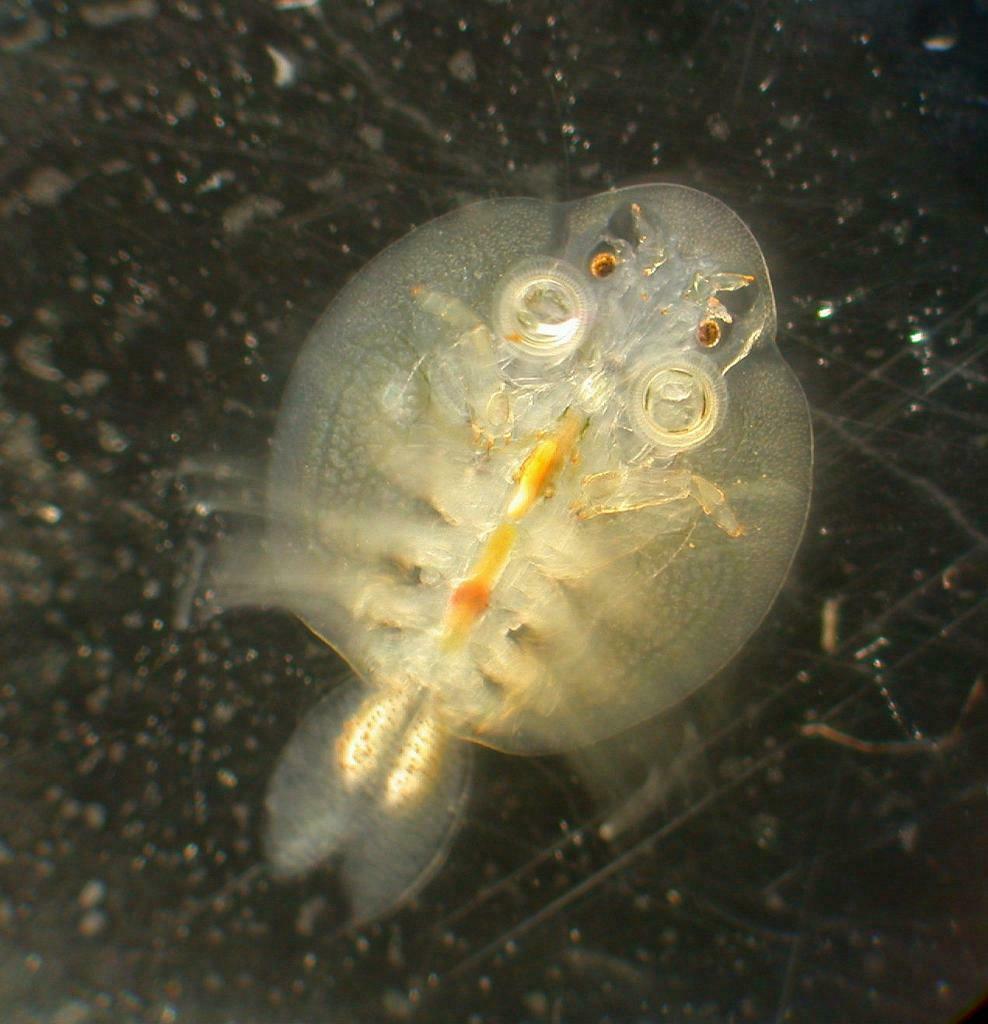 Branchiurans
