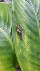 Ommexecha brunneri