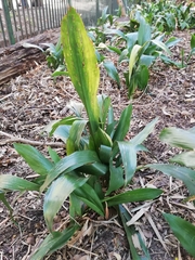 Aspidistra