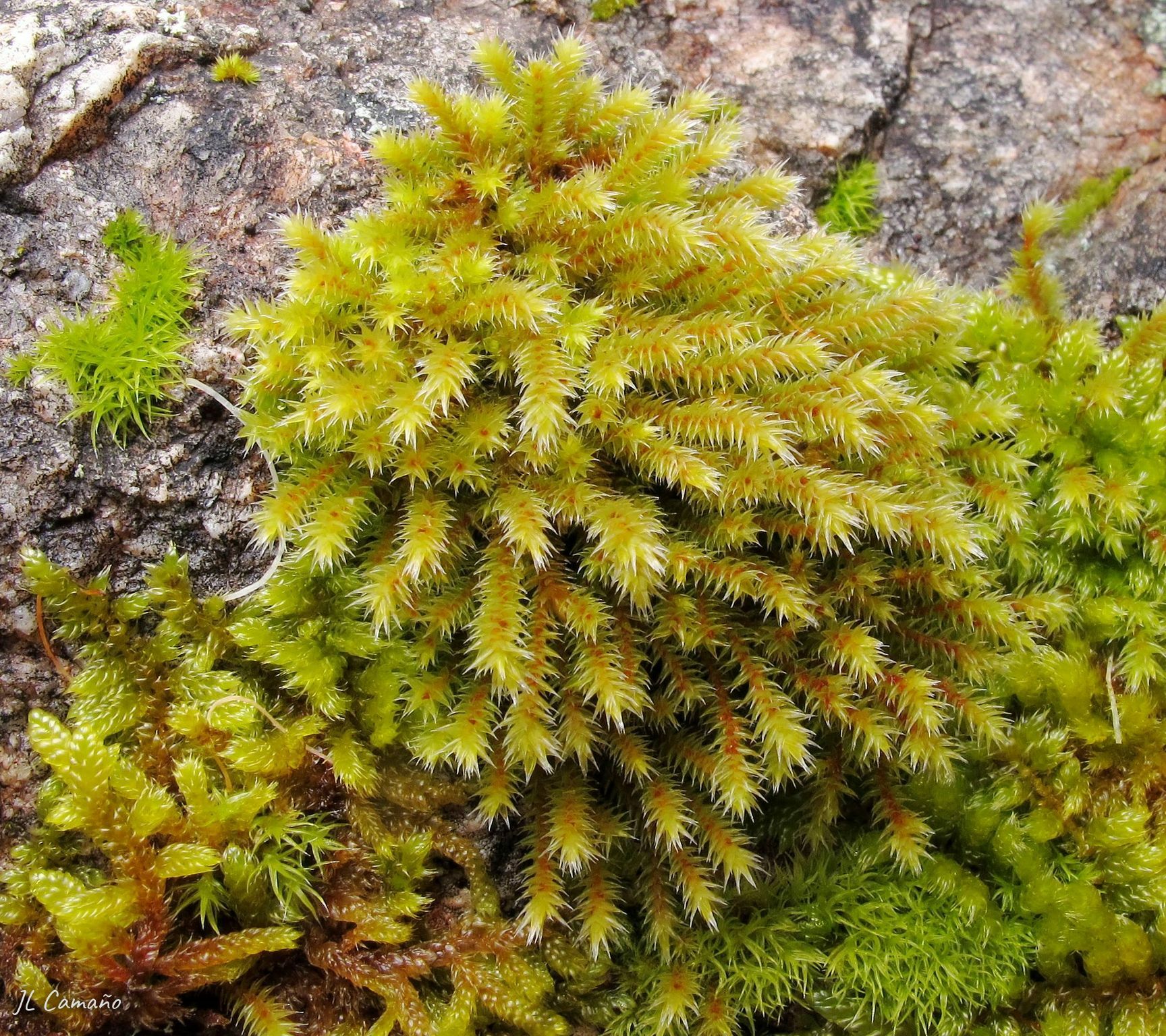 Hedwigia stellata