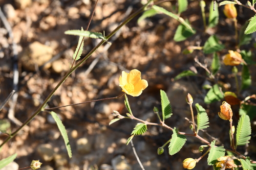 stockflower fanpetals (Sida longipes)