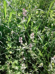 Silene gallica