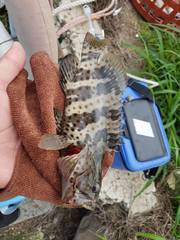 Epinephelus coioides