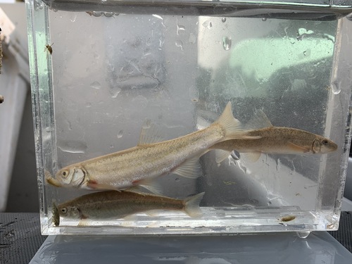 Northern leatherside chub (Lepidomeda copei) — Cyprinidae — 3
