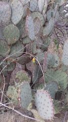 Opuntia gosseliniana