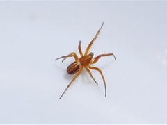 Araneus pratensis