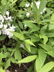 Deutzia gracilis