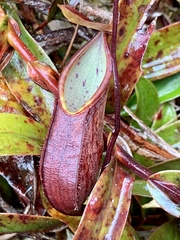 Nepenthes tentaculata