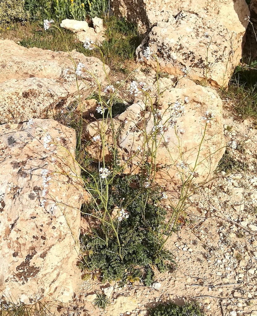 Erucastrum leucanthum