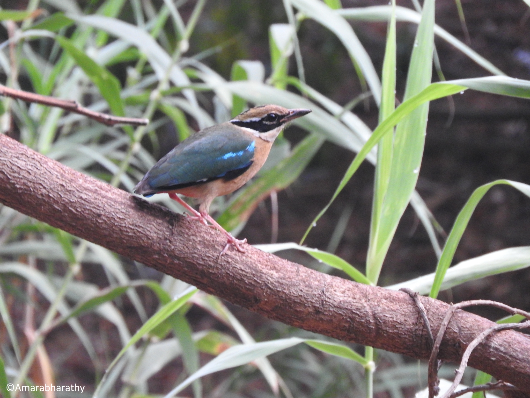 Indian Pitta