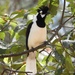 Tufted Jay - Photo (c) Marisa, some rights reserved (CC BY-NC), uploaded by Marisa