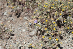 Gilia achilleifolia