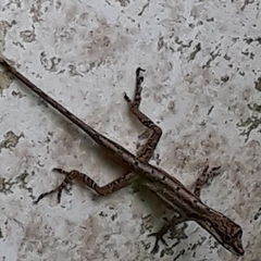 Anolis mariarum